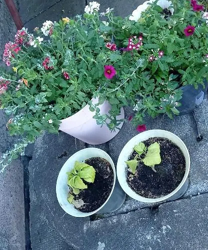 Szostka Nad Sola Czaniec